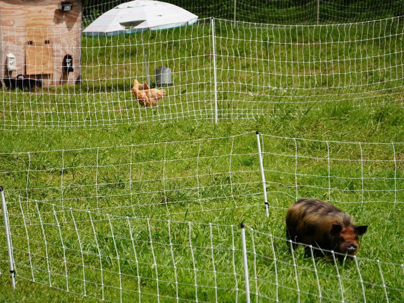 Pig and chicken pasture enclosure